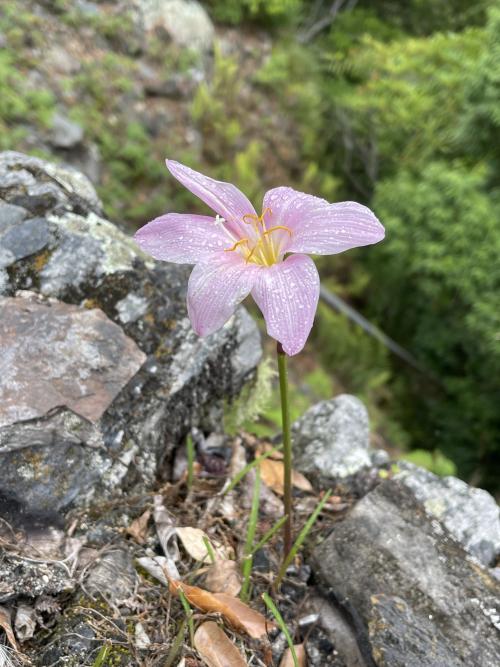 粉紅風雨花 韭蓮