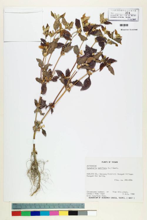 Synedrella nodiflora (L.) Gaertn._標本_BRCM 7113