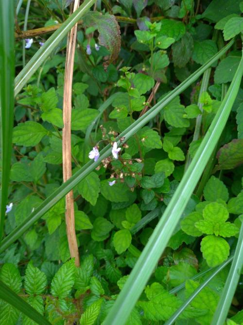 香茶菜