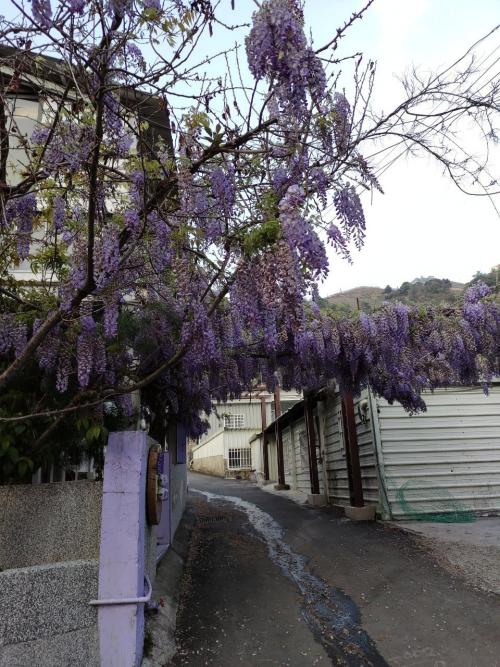 環山部落紫藤花開