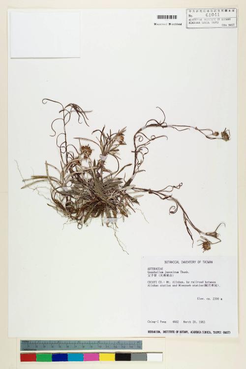 Gnaphalium japonicum Thunb._標本_BRCM 5545