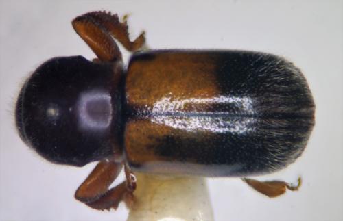 Scolytoplatypus blandfordi Gebhardt, 2006