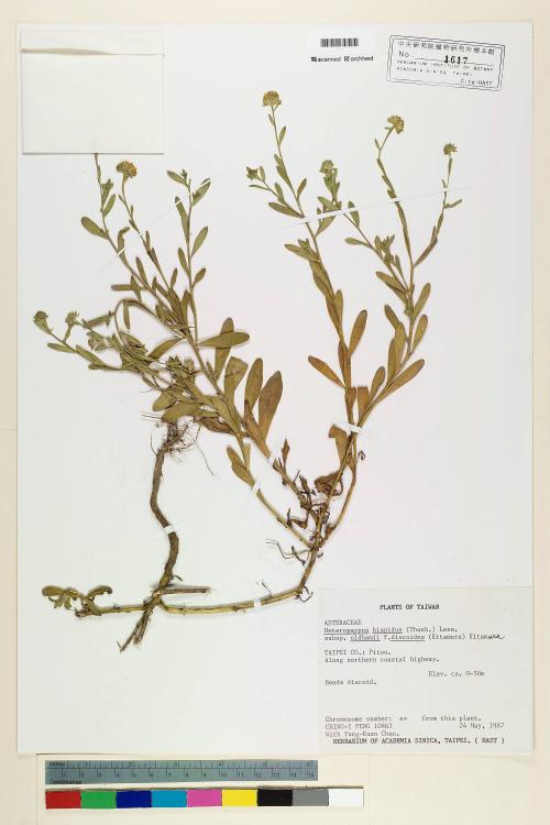 Heteropappus hispidus (Thunb.) Less. subsp. arenarius Kitam._標本_BRCM 6987