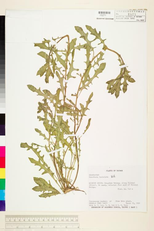 Oenothera laciniata J. Hill_標本_BRCM 5994