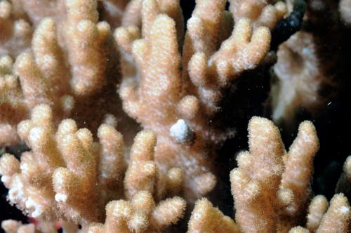 混淆指形軟珊瑚