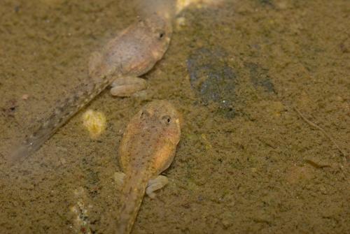日本樹蛙 蝌蚪