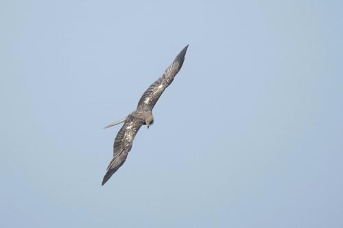 黑鳶