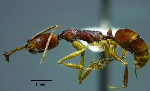 臺灣顎針蟻