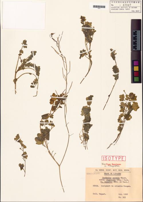 Cardamine taqueti標本_BRCM 80