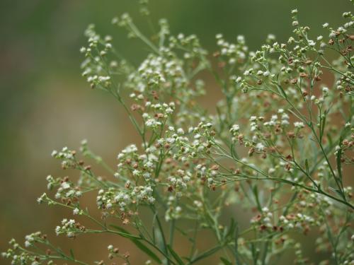 銀膠菊