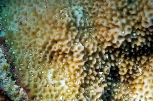 膨脹表孔珊瑚