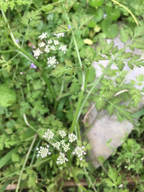 水芹菜