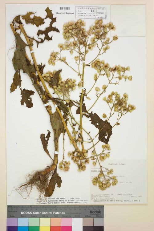 Blumea laciniata (Roxb.) DC._標本_BRCM 4863