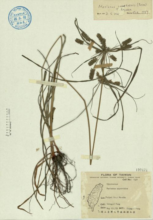 Mariscus cyperoides_標本_BRCM 4609