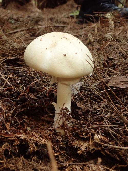 Agaricus abruptibulbus(球莖蘑菇)