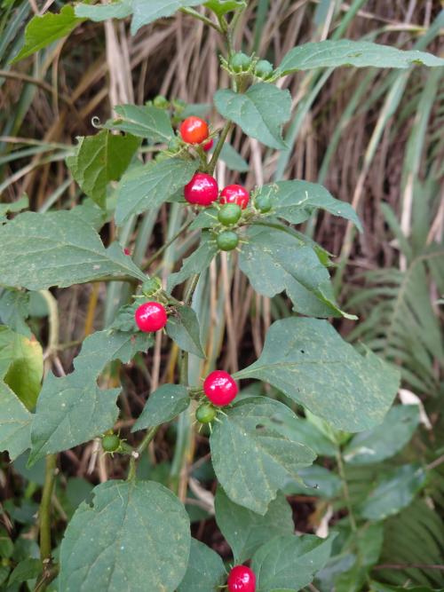 雙花龍葵