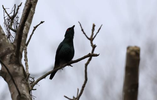 亞洲輝椋鳥