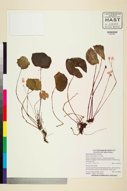 Begonia gueritziana標本_BRCM 2477