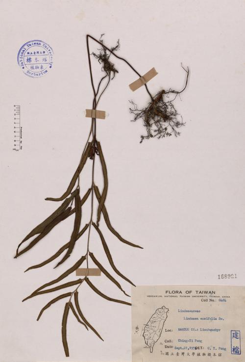 Lindsaea ensifolia Sw._標本_BRCM 4072