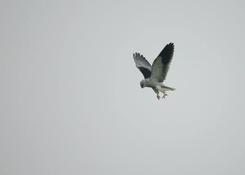 黑翅鳶