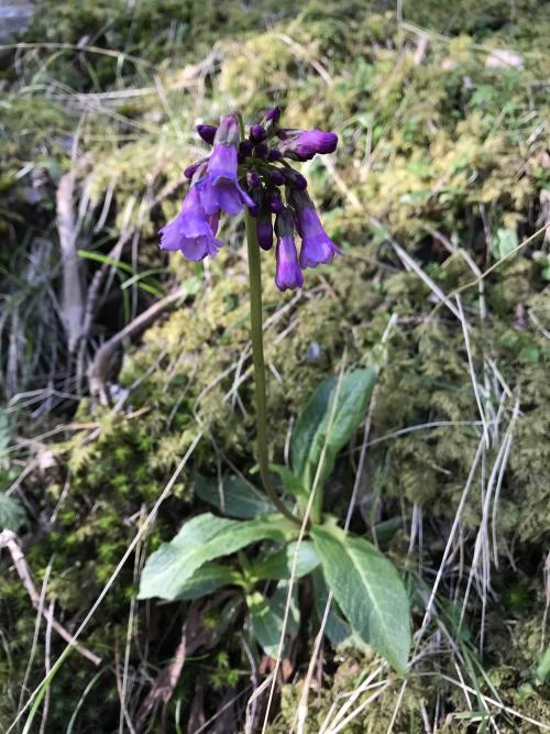 玉山櫻草