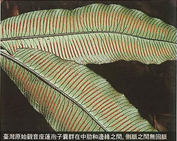 46_臺灣原始觀音座蓮孢子囊群在中肋和邊緣之間，側脈之間則無回脈