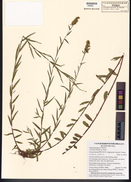 Ludwigia suffruticosa Walter_標本_BRCM 7805