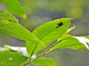 棕長頸捲葉象鼻蟲