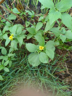 雙花蟛蜞菊