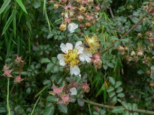 高山薔薇