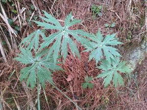 高山破傘菊