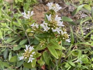 茅毛珍珠菜