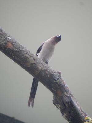 樹鵲(台灣亞種)