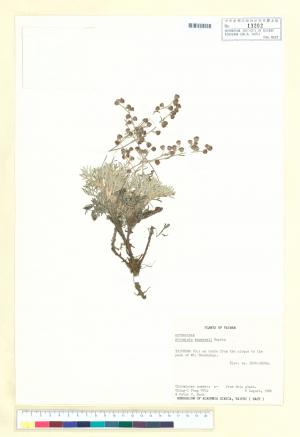 Artemisia kawakamii Hayata_標本_BRCM 6868
