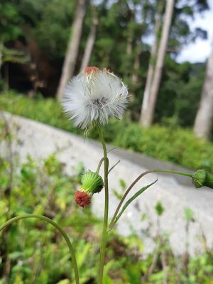 野茼蒿