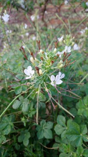 白花菜