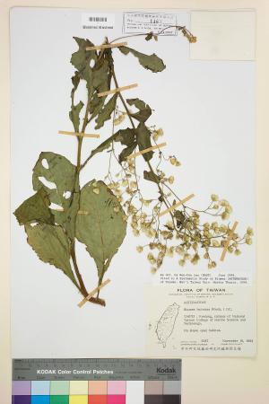 Blumea laciniata (Roxb.) DC._標本_BRCM 3742