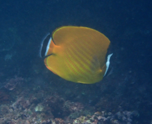 魏氏蝴蝶魚