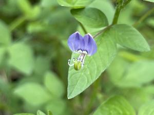 皺子白花菜