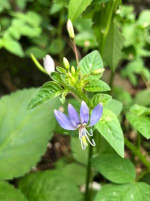 皺子白花菜