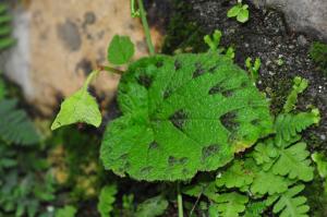 Begonia picta Sm.