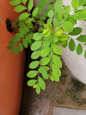 五蕊油柑