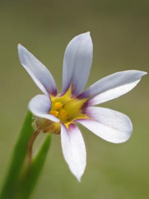 鳶尾葉庭菖蒲