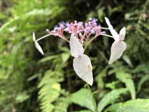 臺灣草紫陽花