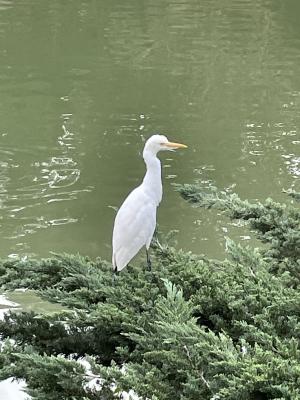 黃頭鷺