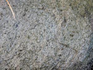 已風化的安山岩斑晶礦物依然清晰