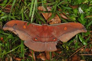 Antheraea formosana Sonan 紅目天蠶蛾