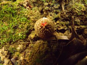 Calostoma japonicum(日本麗口包)