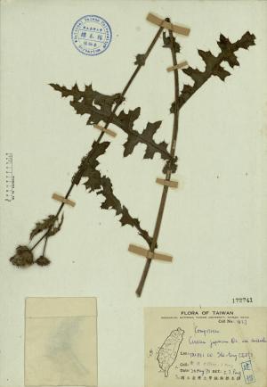 Cirsium japonicum DC. var. australe_標本_BRCM 4304