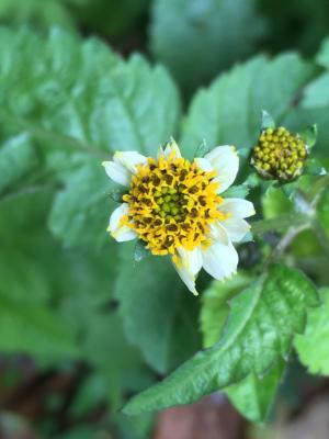 小白花鬼針